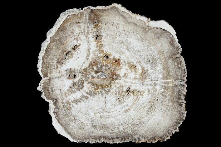 Polished, Petrified Wood (Mansonia?) Round - Myanmar #180218